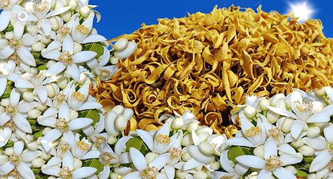 عطر بها رنارنج شیرازی بخصوص اگر در فصل بهار مهمان شیراز باشید مست کننده است.