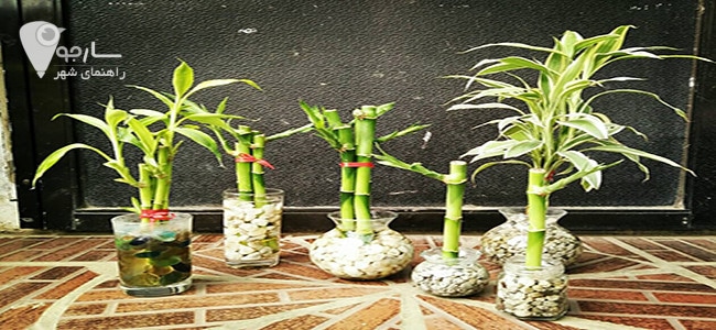 نحوه نگهداری بامبو از گیاهان آپارتمانی